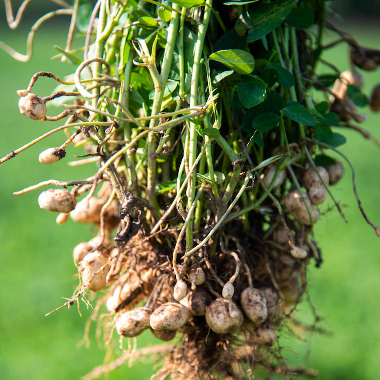 July 13 is deadline to file claims in peanut antitrust settlement